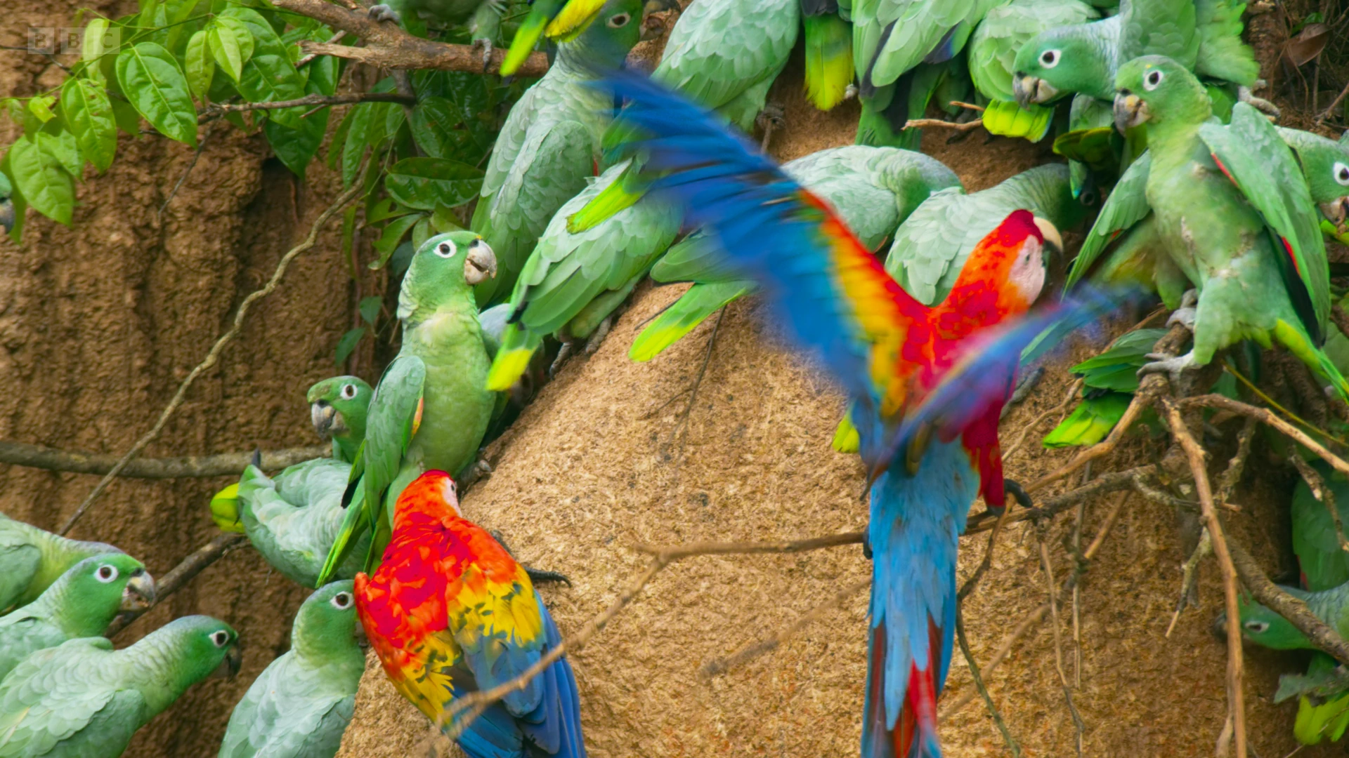Southern mealy parrot (Amazona farinosa) as shown in Seven Worlds, One Planet - South America